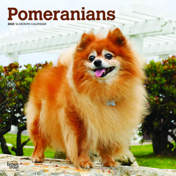 Pomeranians 2023 Square