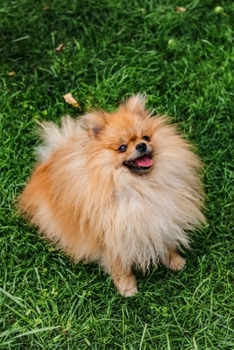 Paperback Happy Pomeranian Dog Journal: 150 Page Lined Notebook/Diary Book