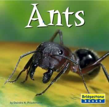 Library Binding Ants Book