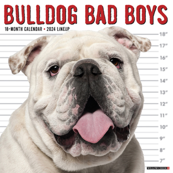 Calendar Bulldog Bad Boys 2024 12 X 12 Wall Calendar Book