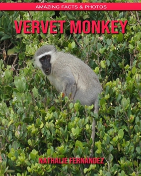 Vervet Monkey: Amazing Facts & Photos