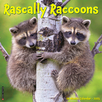 Calendar Rascally Raccoons 2025 12 X 12 Wall Calendar Book