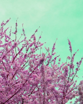 Journal: 200 Dot Grid Pages, 8x10 Inches, Cherry Blossoms, Mint Green/Pink, Plan Your Day and Organize Your Life, Tracker, Productivity Diary, Notebook