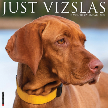 Calendar Just Vizslas 2025 12 X 12 Wall Calendar Book