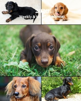 Paperback 2020 Weekly and Monthly Planner: Dachshund Dogs Collage - Monthly Calendar with U.S./UK/ Canadian/Christian/Jewish/Muslim Holidays- Calendar in Review Book