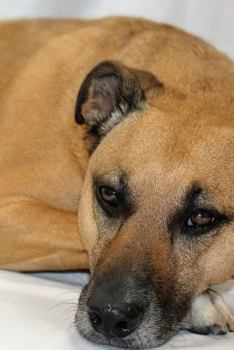 Paperback Black Mouth Cur Dog Laying Down Journal: Take Notes, Write Down Memories in this 150 Page Lined Journal Book