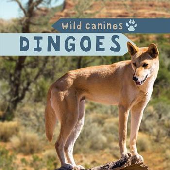 Paperback Dingoes Book