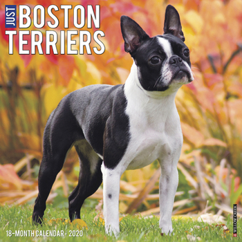 Calendar Just Boston Terriers 2020 Wall Calendar (Dog Breed Calendar) Book