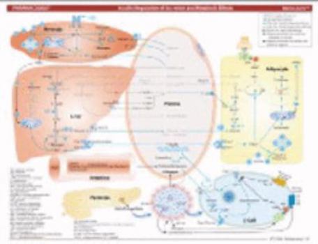 MemoCharts Pharmacology : Insulin and its metabolic effects (Review Chart)