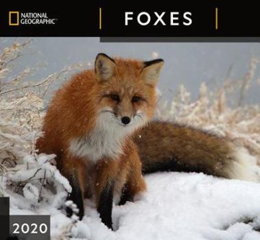 Calendar Cal 2020-National Geographic Foxes Wall Book