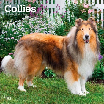 Collies 2027 12 X 24 Inch (Hanging) Monthly Square Wall Calendar Plastic-Free