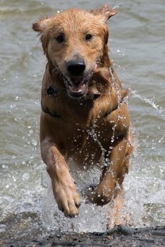 Golden Retriever Dog Pup Puppy Doggie Notebook Bullet Journal Diary Composition Book Notepad - Running through Water: Cute Animal Pet Owner ... Quad Ruled Graph Paper Pages in 6” x 9” Inch
