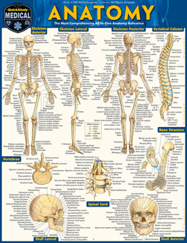 Anatomy