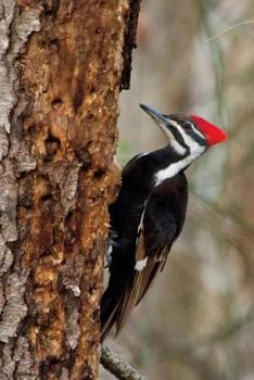 Paperback Pileated Woodpecker Journal: 150 page lined notebook/diary Book