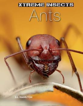 Ants - Book  of the Xtreme Insects