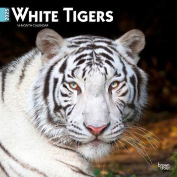 Calendar White Tigers 2025 12 X 24 Inch Monthly Square Wall Calendar Plastic-Free Book