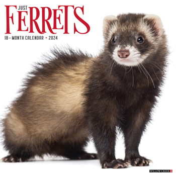 Calendar Ferrets 2024 12 X 12 Wall Calendar Book
