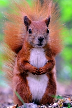 Red Squirrel Journal: 150 Page Lined Notebook/Diary