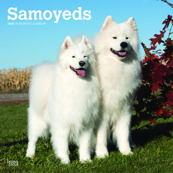 Calendar Samoyeds 2023 Square Book