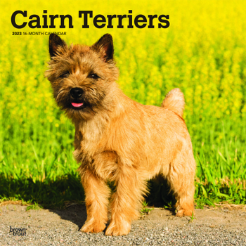 Calendar Cairn Terriers 2023 Square Book