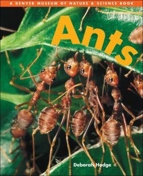 Hardcover Ants Book