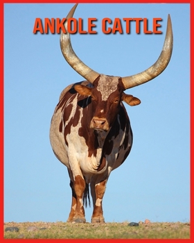 Paperback Ankole Cattle: Amazing Pictures & Fun Facts on Animals in Nature Book