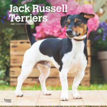 Calendar Jack Russell Terriers 2025 12 X 24 Inch Monthly Square Wall Calendar Plastic-Free Book