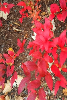 2020 Daily Planner Autumn Foliage Fall Colors 388 Pages: 2020 Planners Calendars Organizers Datebooks Appointment Books Agendas