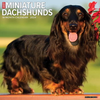 Calendar Just Miniature Dachshunds 2024 12 X 12 Wall Calendar Book