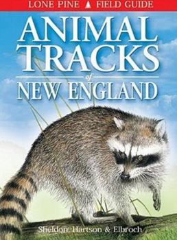 Paperback Animal Tracks of New England Book