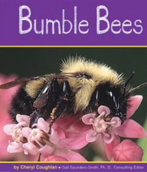 Bumble Bees (Pebble Books) - Book  of the Insects
