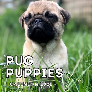 Pug Puppies Calendar 2021: 16-Month Calendar, Cute Gift Idea For Pug Lovers Men & Women
