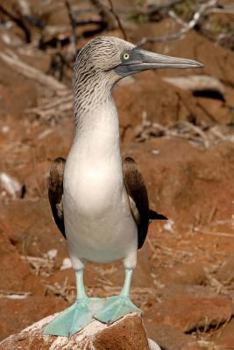Blue-Footed Booby Bird on Galapagos Islands Journal : 150 Page Lined Notebook/diary