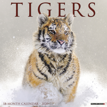 Calendar Tigers 2020 Wall Calendar Book