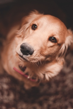 Golden Retriever Dog Pup Puppy Doggie Notebook Bullet Journal Diary Composition Book Notepad - Shiny Eyes: Cute Animal Pet Owner Composition Book with ... Ruled Lined Paper Pages in 6” x 9” Inch