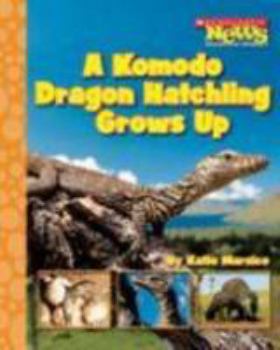 Library Binding A Komodo Dragon Hatchling Grows Up Book