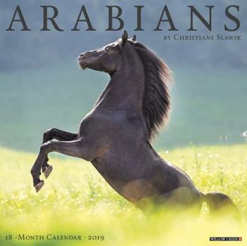 Calendar Arabians 2019 Wall Calendar Book