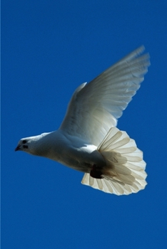 Paperback The Plan of God Book