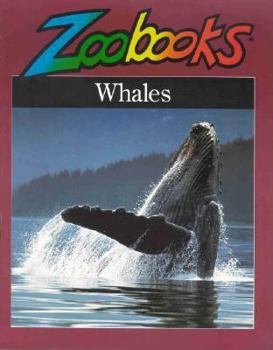 Paperback Whales Book