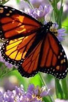 Paperback A Collection of Children's Stories Book