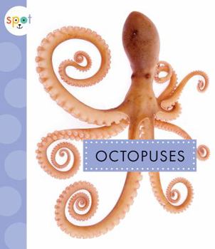 Octopuses - Book  of the Spot Ocean Animals