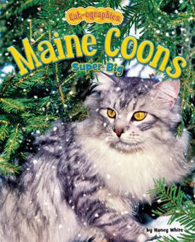 Library Binding Maine Coons: Super Big Book