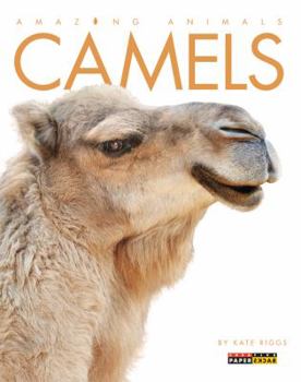 Paperback Camels Book