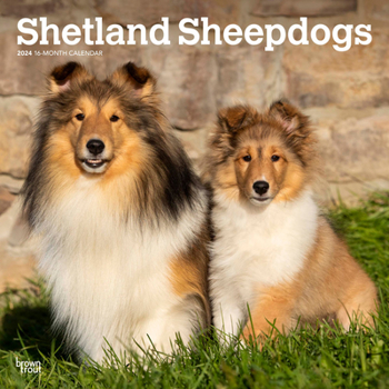 Calendar Shetland Sheepdogs 2024 Square Book