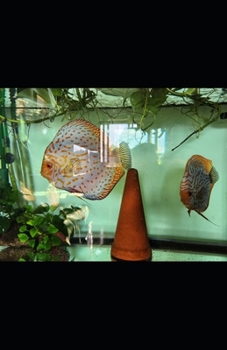 Paperback Acquariologia Domestica: Guida Completa alla Creazione e Manutenzione di un Acquario di Successo [Italian] Book