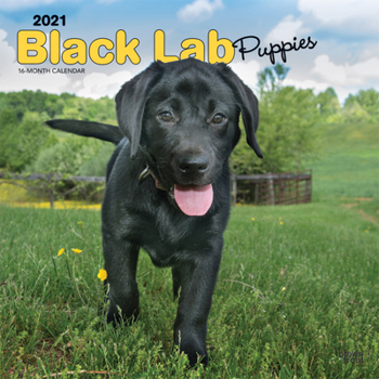 Calendar Labrador Retriever Puppies, Black 2021 Square Book
