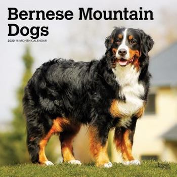 Calendar Bernese Mountain Dogs 2020 Square Book