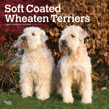 Calendar Wheaten Terriers, Soft Coated 2021 Square Book