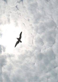 Paperback Cinema Book