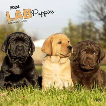 Calendar Labrador Retriever Puppies 2024 Square Book